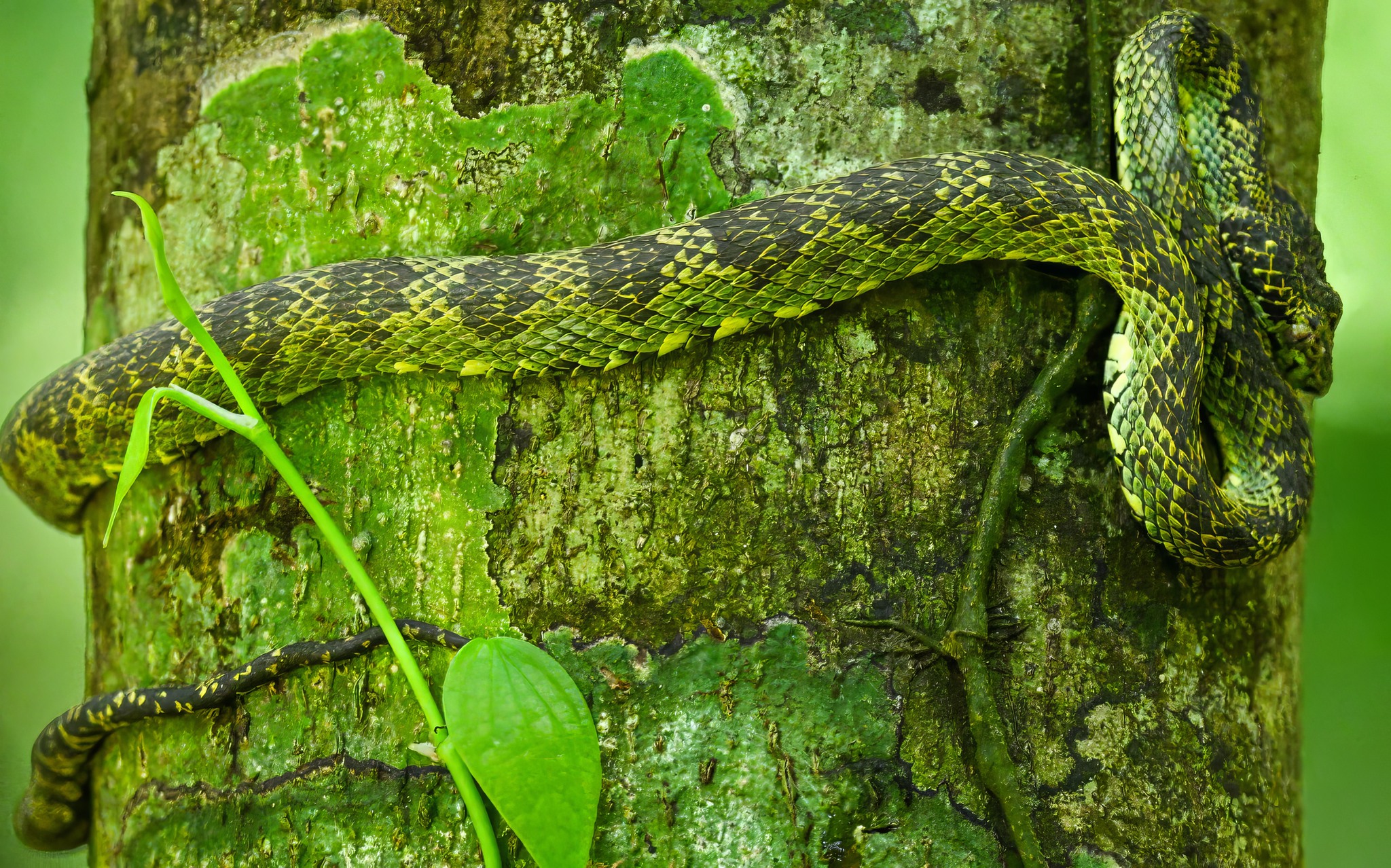Green Python